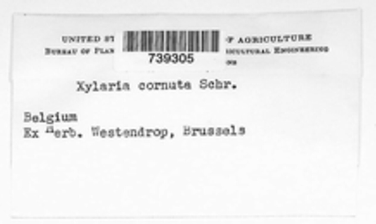 Xylaria cornuta image